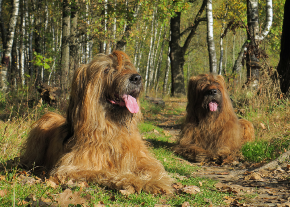 #40. Briard (tie)